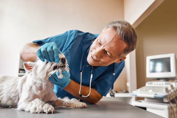 Best Walk-In Emergency Dental Services in Dickson, TN